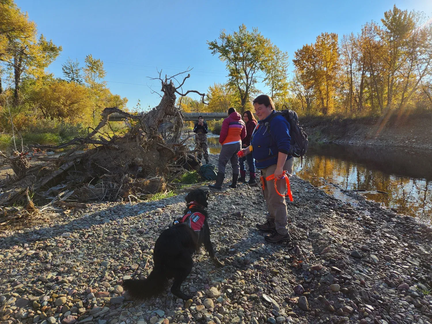 Working Dogs for Conservation: How Missoula-Trained Rescue Dogs Are Protecting Wildlife Across the Globe