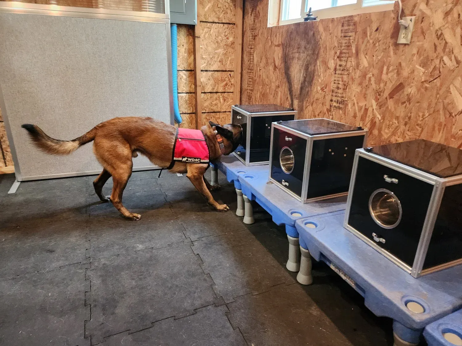 Working Dogs for Conservation: How Missoula-Trained Rescue Dogs Are Protecting Wildlife Across the Globe