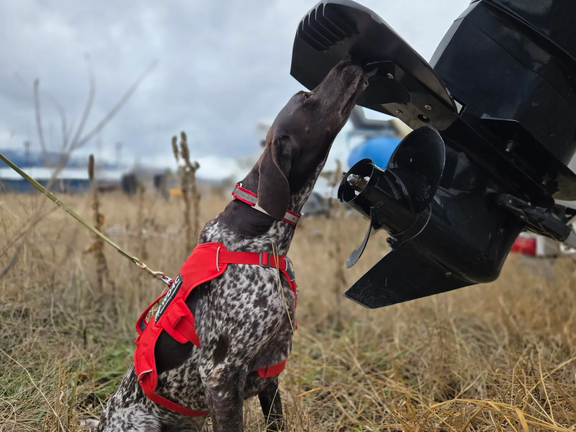 Working Dogs for Conservation: How Missoula-Trained Rescue Dogs Are Protecting Wildlife Across the Globe