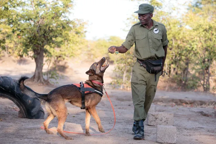 Working Dogs for Conservation: How Missoula-Trained Rescue Dogs Are Protecting Wildlife Across the Globe